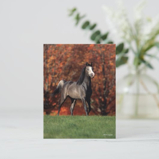 Bob Langrish | Arab Standing Autumn Background ポストカード (スタンド正面)