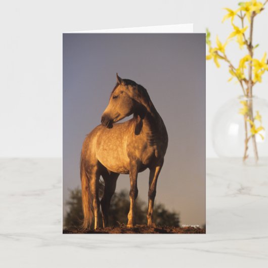 Bob Langrish | Arab Standing On Hill At Sunset カード (黄色い花)