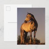 Bob Langrish | Arab Standing On Hill At Sunset ポストカード (正面/裏面)