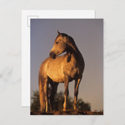 Bob Langrish | Arab Standing On Hill At Sunset ポストカード (正面/裏面)