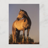 Bob Langrish | Arab Standing On Hill At Sunset ポストカード (正面)