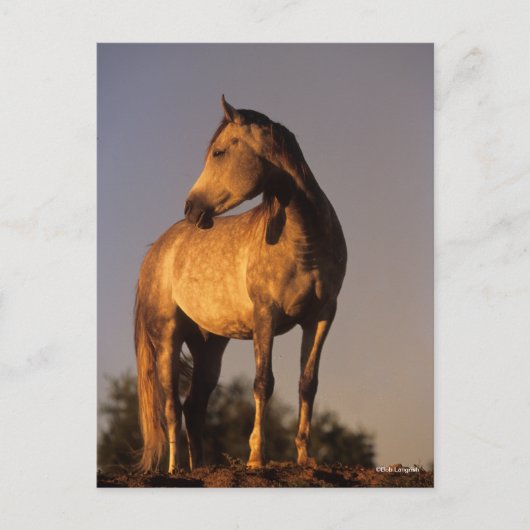 Bob Langrish | Arab Standing On Hill At Sunset ポストカード (正面)