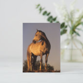 Bob Langrish | Arab Standing On Hill At Sunset ポストカード (スタンド正面)