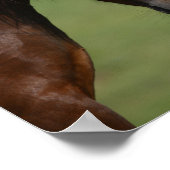 Bob Langrish | Bay and Grey Welsh Ponies Meeting ポスター (角)