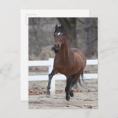 Bob Langrish | Bay Andalucian Stallion Running ポストカード (正面/裏面)