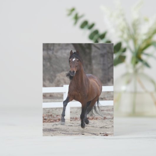 Bob Langrish | Bay Andalucian Stallion Running ポストカード (スタンド正面)