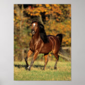 Bob Langrish | Bay Arab Autumnal Background ポスター (正面)