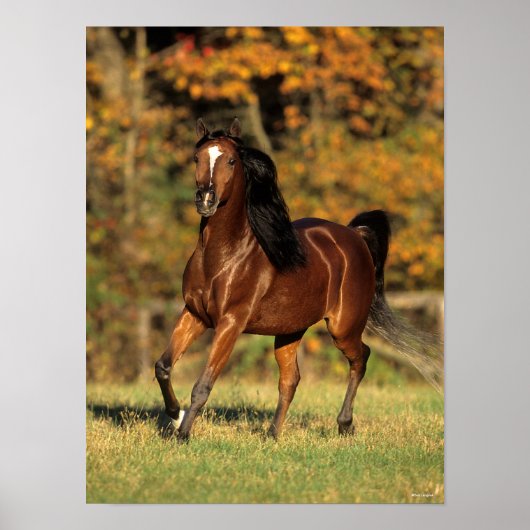 Bob Langrish | Bay Arab Autumnal Background ポスター (正面)