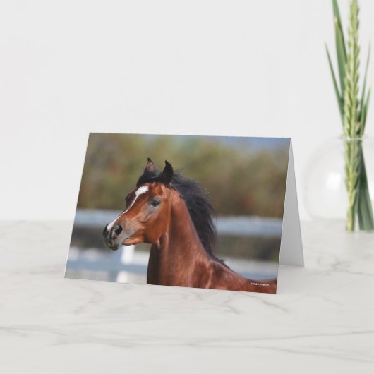 Bob Langrish | Bay Arab Colt Headshot カード (正面)