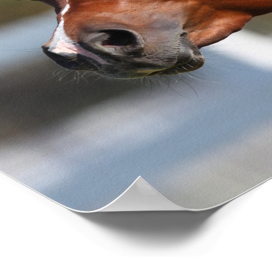 Bob Langrish | Bay Arab Colt Headshot ポスター (角)