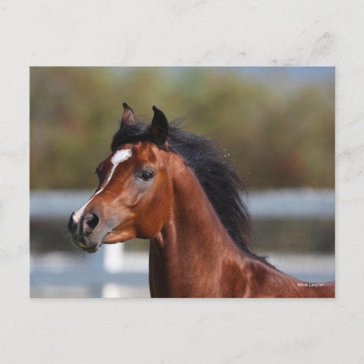 Bob Langrish | Bay Arab Colt Headshot ポストカード (正面)