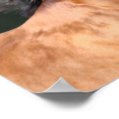 Bob Langrish | Bay Arab headshot ポスター (角)