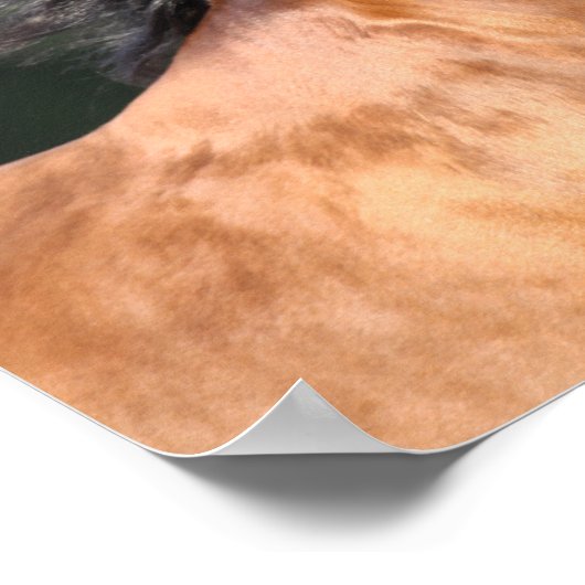 Bob Langrish | Bay Arab headshot ポスター (角)