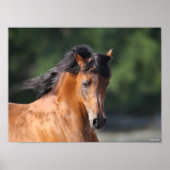 Bob Langrish | Bay Arab headshot ポスター (正面)