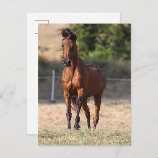 Bob Langrish | Bay Arab Standing Mane Blowing ポストカード (正面/裏面)