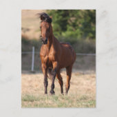 Bob Langrish | Bay Arab Standing Mane Blowing ポストカード (正面)