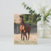 Bob Langrish | Bay Arab Standing Mane Blowing ポストカード (スタンド正面)