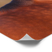 Bob Langrish | Bay Clydesdale Headshot ポスター (角)