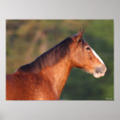 Bob Langrish | Bay Clydesdale Headshot ポスター (正面)
