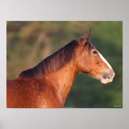 Bob Langrish | Bay Clydesdale Headshot ポスター (正面)