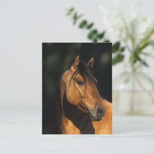 Bob Langrish | Bay Kiger Mustang Stallion Headshot ポストカード (スタンド正面)