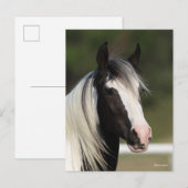 Bob Langrish Black and White Gypsy Vanner headshot ポストカード (正面/裏面)