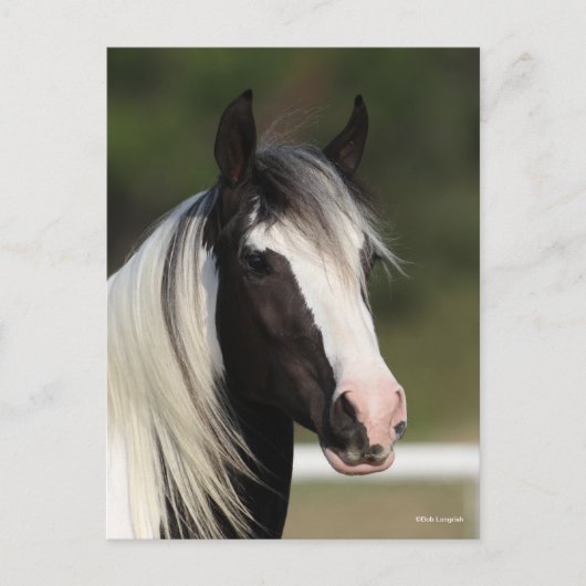 Bob Langrish Black and White Gypsy Vanner headshot ポストカード (正面)
