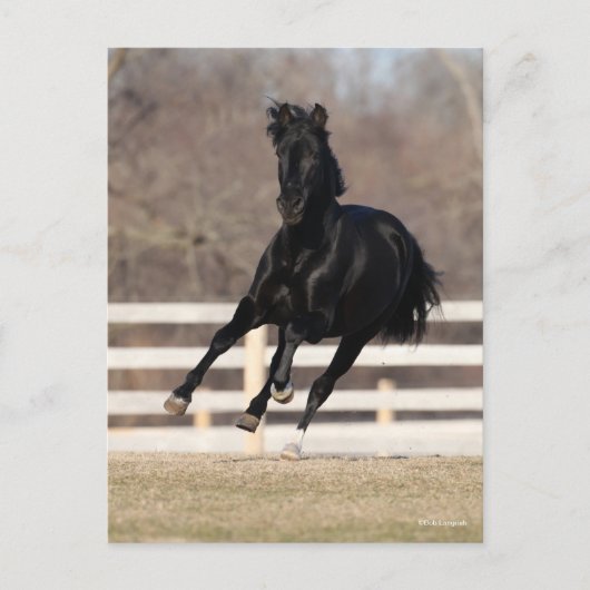 Bob Langrish | Black Andalucian Horse Running ポストカード (正面)