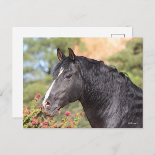 Bob Langrish | Black Andalucian Stallion headshot ポストカード (正面/裏面)