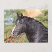 Bob Langrish | Black Andalucian Stallion headshot ポストカード (正面)