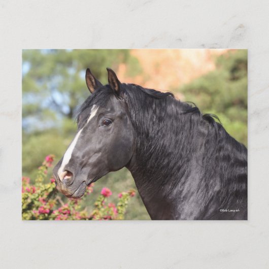 Bob Langrish | Black Andalucian Stallion headshot ポストカード (正面)