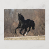 Bob Langrish | Black Andalucian Stallion Running ポストカード (正面)