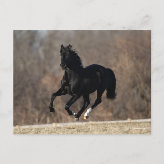 Bob Langrish | Black Andalucian Stallion Running ポストカード (正面)