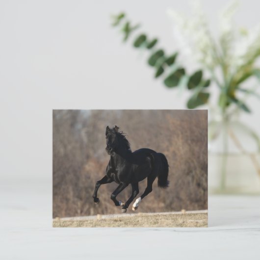 Bob Langrish | Black Andalucian Stallion Running ポストカード (スタンド正面)