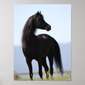 Bob Langrish | Black Arab Stallion Standing ポスター (正面)