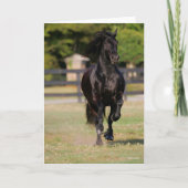Bob Langrish | Black Friesian Horse Running カード (正面)