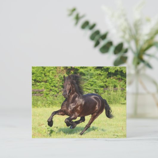 Bob Langrish | Black Friesian Running ポストカード (スタンド正面)