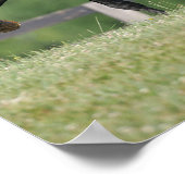 Bob Langrish | Black Morgan Horse Trotting ポスター (角)