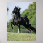 Bob Langrish | Black Morgan Horse Trotting ポスター (正面)