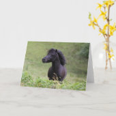 Bob Langrish Black Shetland Pony Stallion Headshot カード (黄色い花)