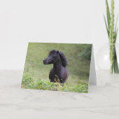 Bob Langrish Black Shetland Pony Stallion Headshot カード (正面)