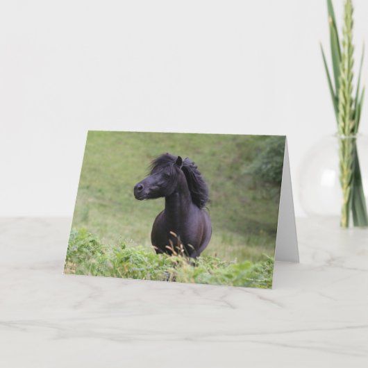 Bob Langrish Black Shetland Pony Stallion Headshot カード (正面)