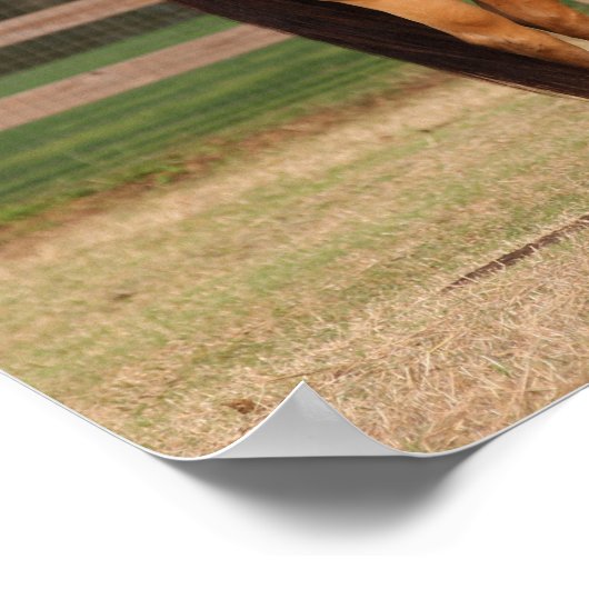 Bob Langrish | Buckskin Quarter Horse Standing ポスター (角)