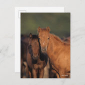 Bob Langrish Caspian Pony Foals Standing Together ポストカード (正面/裏面)