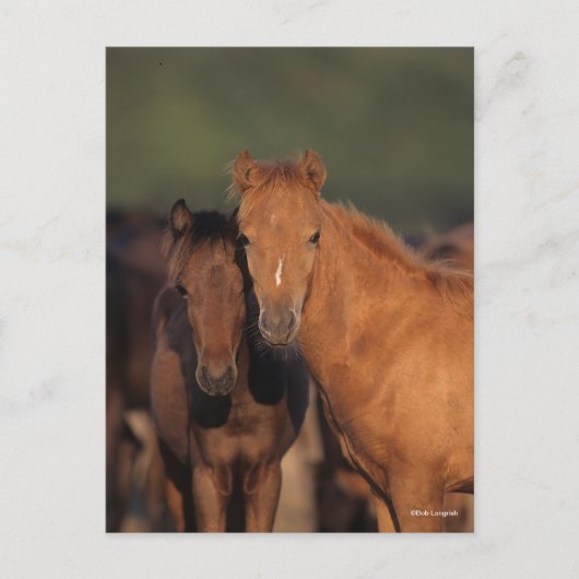 Bob Langrish Caspian Pony Foals Standing Together ポストカード (正面)