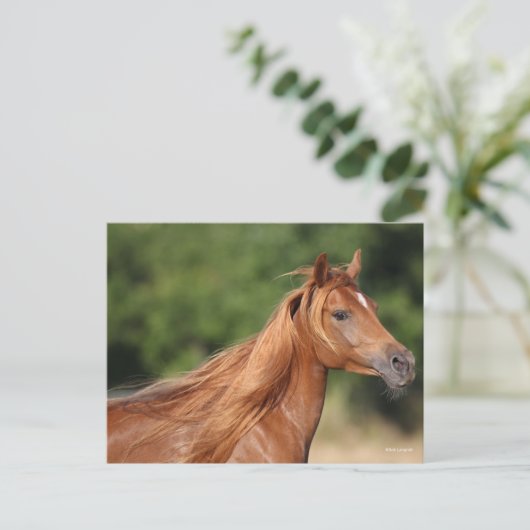 Bob Langrish | Chestnut Arab Headshot Mane Flowing ポストカード (スタンド正面)