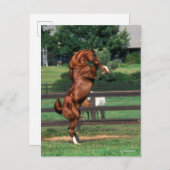 Bob Langrish | Chestnut Arab Stallion Rearing ポストカード (正面/裏面)