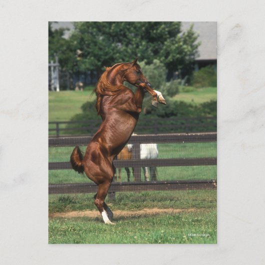 Bob Langrish | Chestnut Arab Stallion Rearing ポストカード (正面)