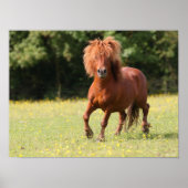 Bob Langrish | Chestnut Shetland Pony Stallion ポスター (正面)