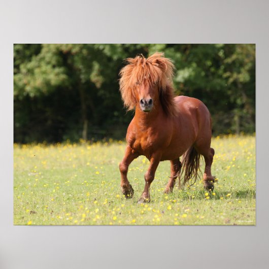 Bob Langrish | Chestnut Shetland Pony Stallion ポスター (正面)